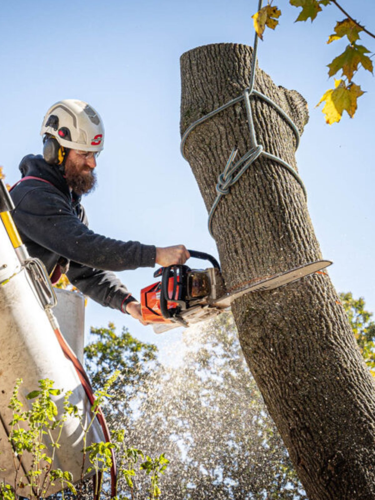 Tree Care Pros