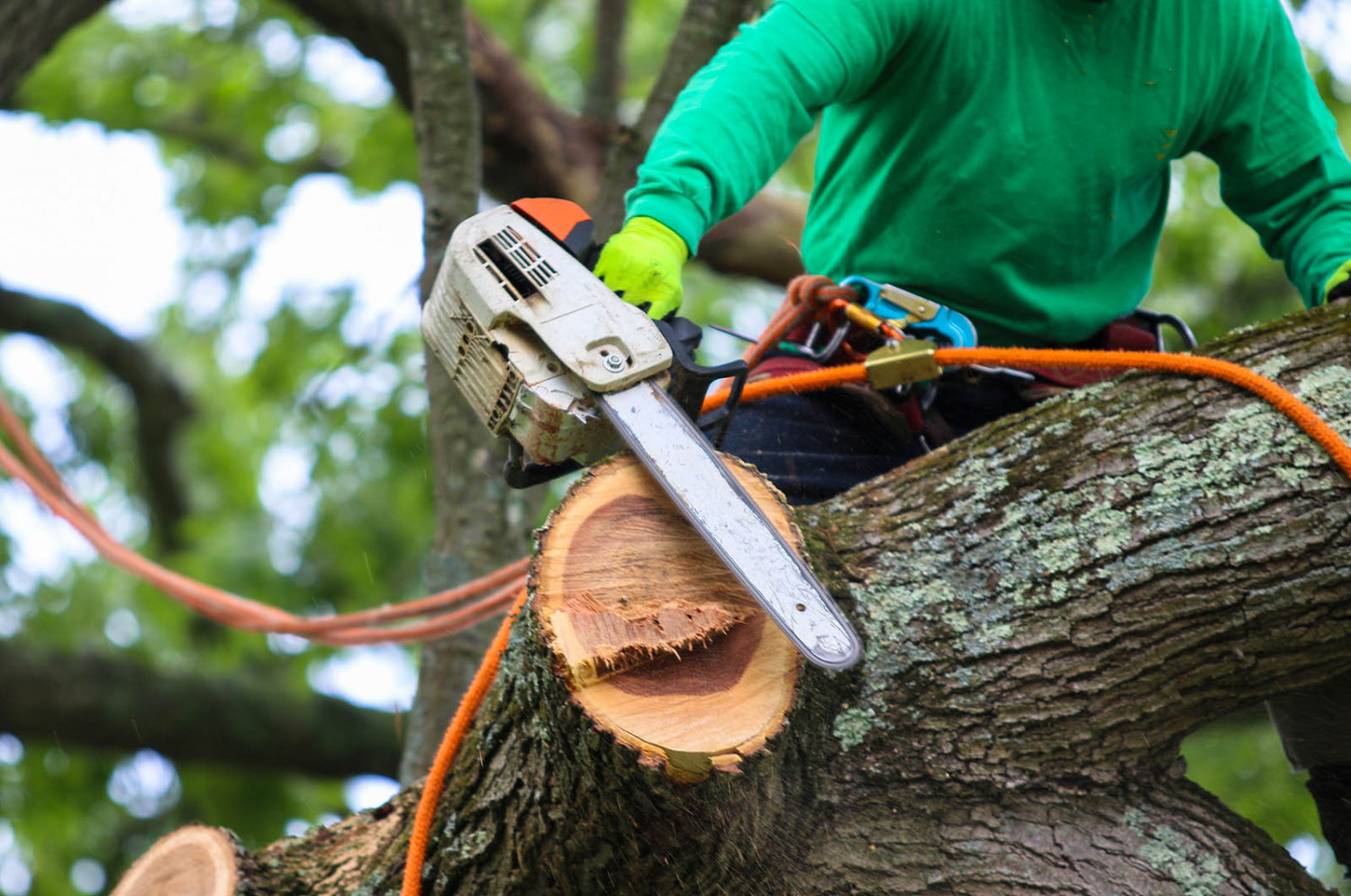 Stump Grinding