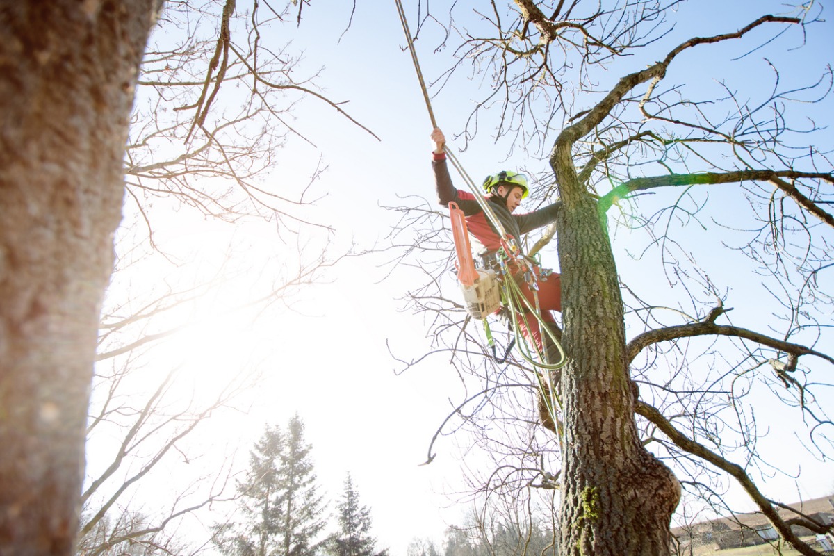 Tree Care Pros